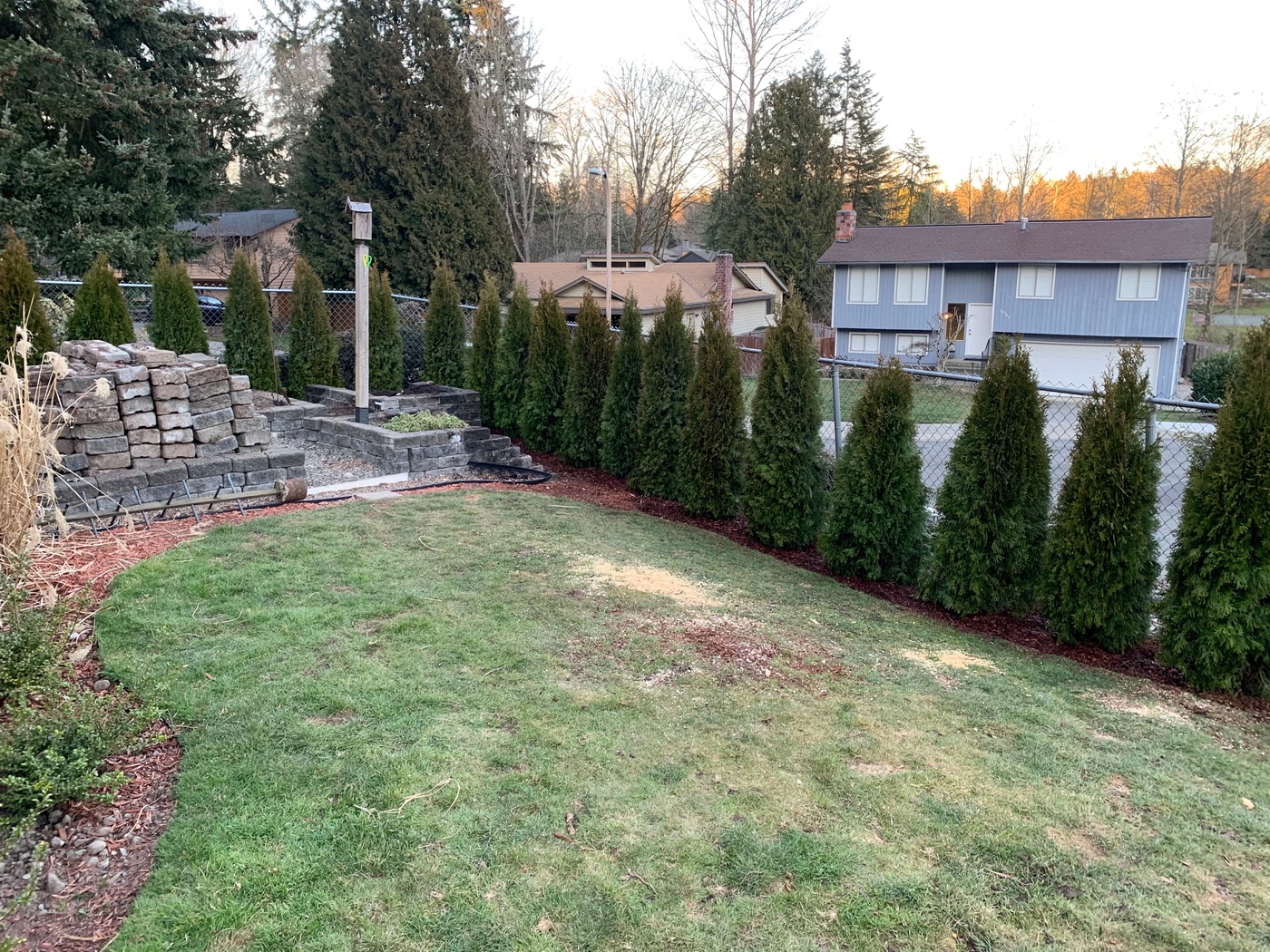 Nearly all the arborvitae are in.
